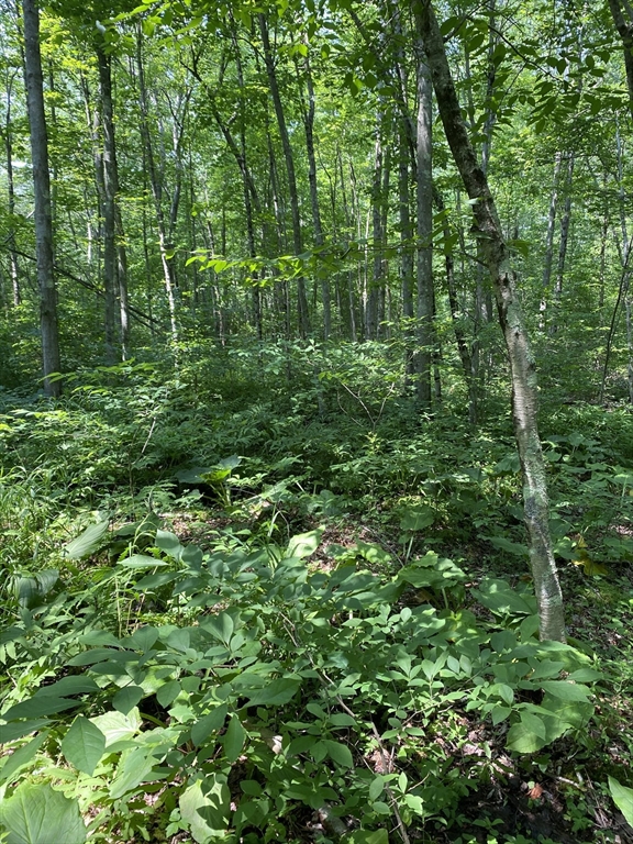 94 Pine St, Rehoboth, Massachusetts, ,Land,For Sale,Pine St,73329544