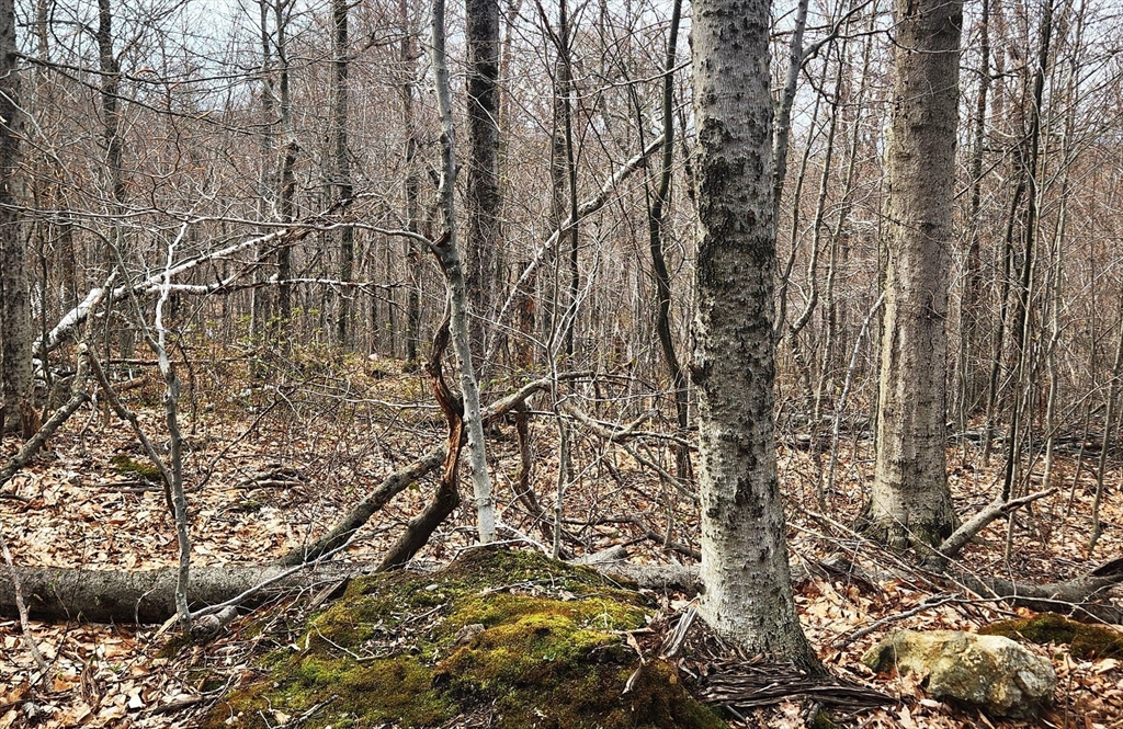 49 & 67 Shawnee Dr, Heath, Massachusetts, ,Land,For Sale,Shawnee Dr,73391430