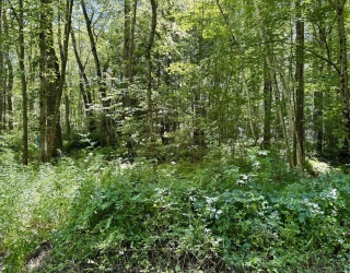 Lot 2 Greenville Street, Spencer, Massachusetts, ,Land,For Sale,Greenville Street,73406441