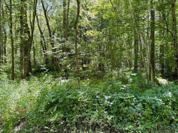 Lot 2 Greenville Street, Spencer, Massachusetts, ,Land,For Sale,Greenville Street,73406441