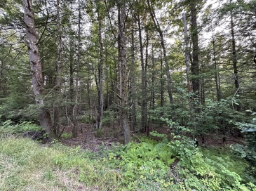 0 Shaw Road, Cummington, Massachusetts, ,Land,For Sale,Shaw Road,73413305