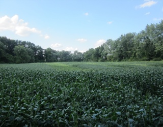 0 Little River Road ( Rear ), Westfield, Massachusetts, ,Land,For Sale,Little River Road ( Rear ),73430855