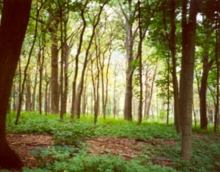 LOT 4 Winterberry Ln, Easton, Massachusetts, ,Land,For Sale,Winterberry Ln,73450407