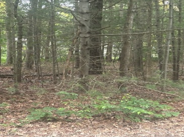 37 Ships Rudder Dr, Mashpee, Massachusetts, ,Land,For Sale,Ships Rudder Dr,73390397