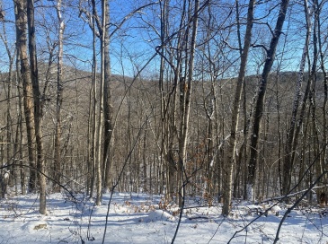 593 Old Warren Road, Palmer, Massachusetts, ,Land,For Sale,Old Warren Road,73462618 593 Old Warren Road, Palmer, Massachusetts, ,Land,For Sale,Old Warren Road,73462618