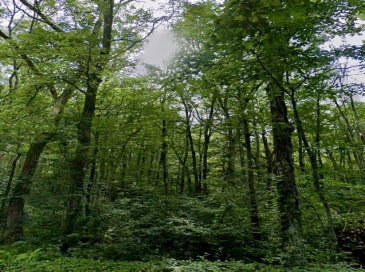 58 Peck St, Rehoboth, Massachusetts, ,Land,For Sale,Peck St,73423001 58 Peck St, Rehoboth, Massachusetts, ,Land,For Sale,Peck St,73423001