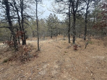 0 Ash Court, Dennis, Massachusetts, ,Land,For Sale,Ash Court,73460477 0 Ash Court, Dennis, Massachusetts, ,Land,For Sale,Ash Court,73460477