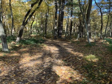 90 Maple St, Sherborn, Massachusetts, ,Land,For Sale,Maple St,73476870