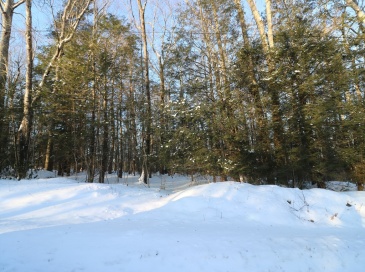 35 Ladd Rd, Sturbridge, Massachusetts, ,Land,For Sale,Ladd Rd,73477590