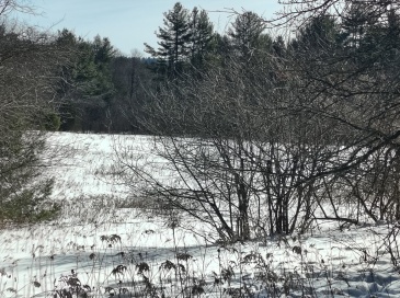 00 Capen/ Clark Road, Worthington, Massachusetts, ,Land,For Sale,Capen/ Clark Road,73478971 00 Capen/ Clark Road, Worthington, Massachusetts, ,Land,For Sale,Capen/ Clark Road,73478971