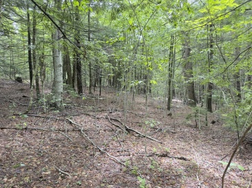 0 John Ford Road, Ashfield, Massachusetts, ,Land,For Sale,John Ford Road,73403157 0 John Ford Road, Ashfield, Massachusetts, ,Land,For Sale,John Ford Road,73403157