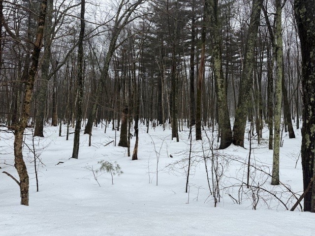 123 Peterson Rd, Palmer, Massachusetts, ,Land,For Sale,Peterson Rd,73484521