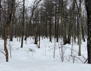 123 Peterson Rd, Palmer, Massachusetts, ,Land,For Sale,Peterson Rd,73484521