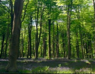 LOT 1 Winterberry Ln, Easton, Massachusetts, ,Land,For Sale,Winterberry Ln,73486079