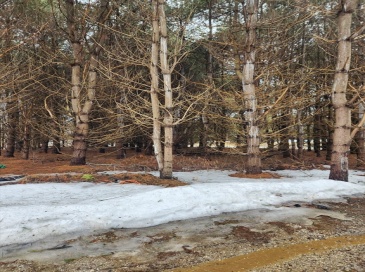 54 E Main St, Plainfield, Massachusetts, ,Land,For Sale,E Main St,73493264