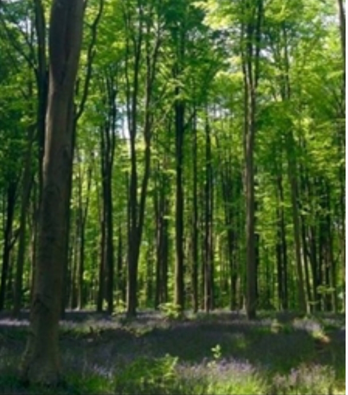 Lot 4 Winterberry Lane, Easton, Massachusetts, ,Land,For Sale,Winterberry Lane,73495354