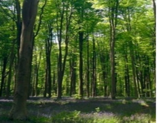 Lot 4 Winterberry Lane, Easton, Massachusetts, ,Land,For Sale,Winterberry Lane,73495354