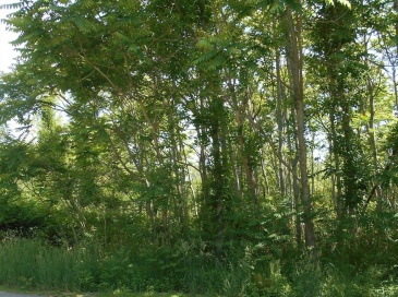 21 Papermill Road, Wareham, Massachusetts, ,Land,For Sale,Papermill Road,73498420