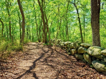 0/15 North Road/Belhaven Way, Chilmark, Massachusetts, ,Land,For Sale,North Road/Belhaven Way,73501793