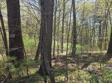 Lot 2 Beacon St, Orange, Massachusetts, ,Land,For Sale,Beacon St,73512416 Lot 2 Beacon St, Orange, Massachusetts, ,Land,For Sale,Beacon St,73512416