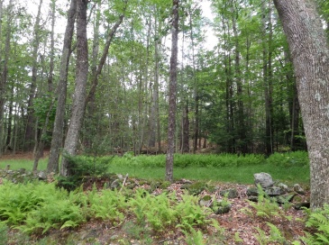 0 Pynchon Rd, Chesterfield, Massachusetts, ,Land,For Sale,Pynchon Rd,73512590