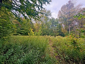 60 Stone Hill Road, Rowe, Massachusetts, ,Land,For Sale,Stone Hill Road,73513357