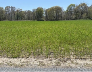 205R Providence St. Bldr. Lot 4, Rehoboth, Massachusetts, ,Land,For Sale,Providence St. Bldr. Lot 4,73513433