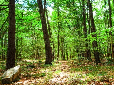 0 N King St, Northampton, Massachusetts, ,Land,For Sale,N King St,73514388