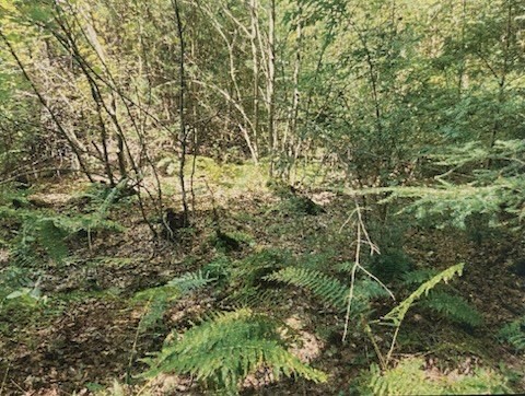 Lot 1 North Hatfield Rd, Hatfield, Massachusetts, ,Land,For Sale,North Hatfield Rd,73516040