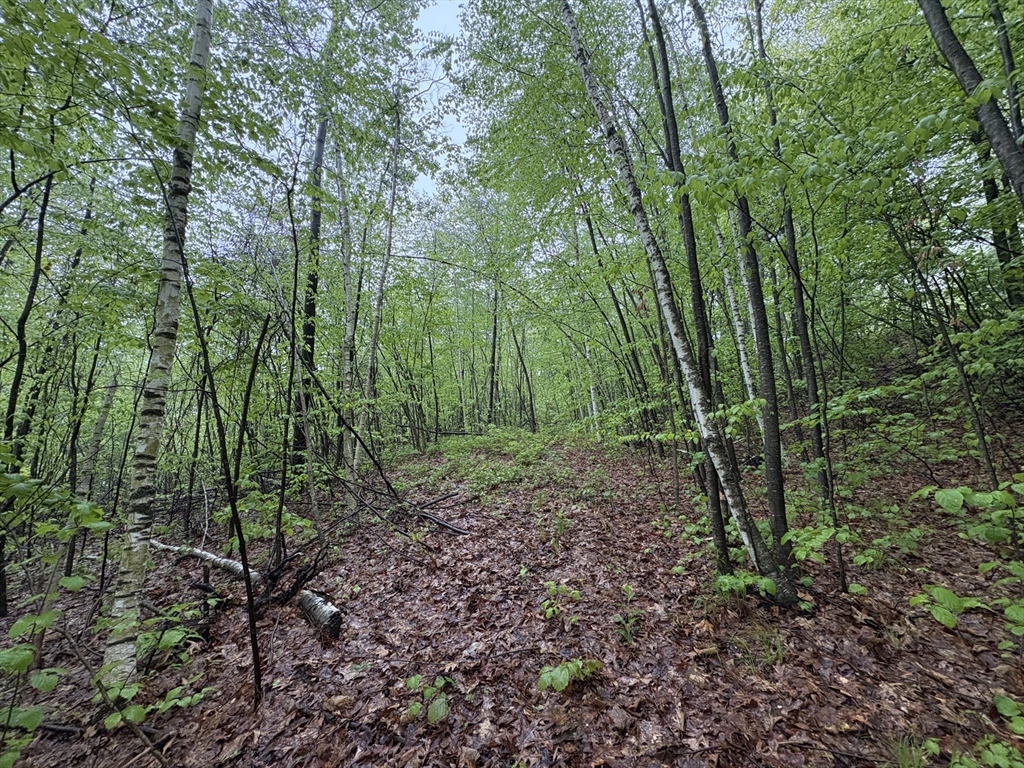 TBD Lower Road, Deerfield, Massachusetts, ,Land,For Sale,Lower Road,73518972