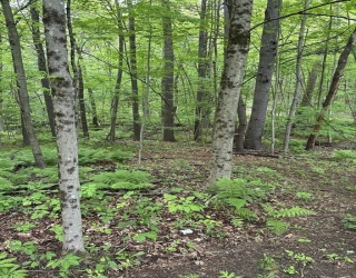 0 South Royalston Rd, Royalston, Massachusetts, ,Land,For Sale,South Royalston Rd,73380057