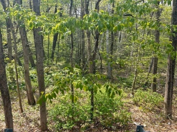 45 Fox Hill Rd, Mashpee, Massachusetts, ,Land,For Sale,Fox Hill Rd,73522589