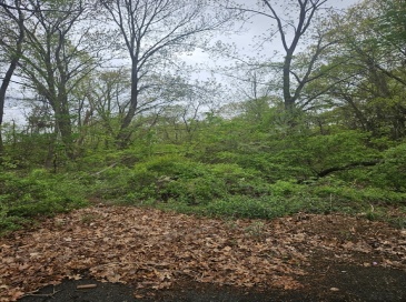 40 Book Street, Dracut, Massachusetts, ,Land,For Sale,Book Street,73522973