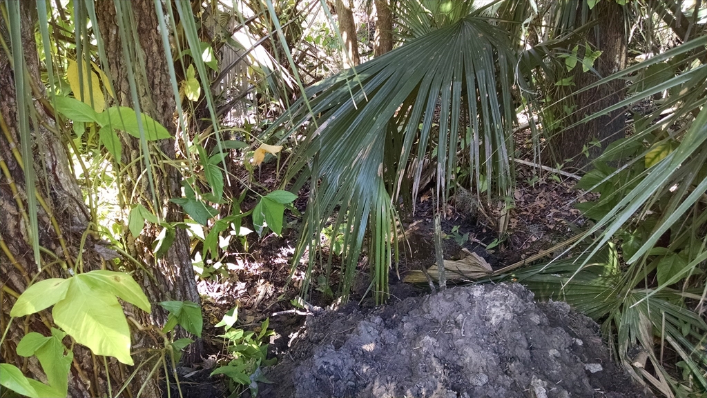 8 Santiago, DeBary, Florida, ,Land,For Sale,Santiago,73528276