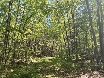 0 Summit St, Belchertown, Massachusetts, ,Land,For Sale,Summit St,73530278