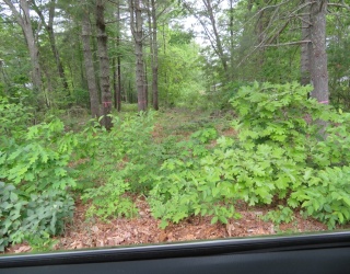 0 Burt Street, Norton, Massachusetts, ,Land,For Sale,Burt Street,73527655