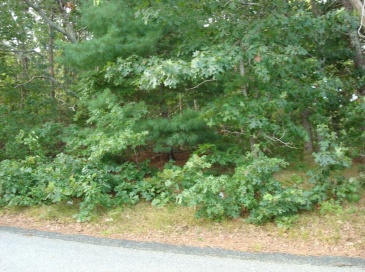 15 Signal Hill Dr, Dennis, Massachusetts, ,Land,For Sale,Signal Hill Dr,73437328