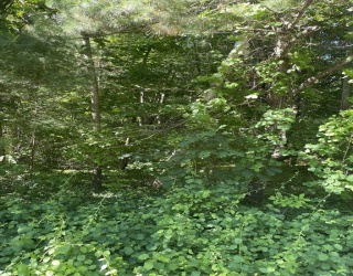 Land