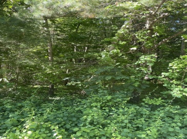 Lot A Ware Rd, Belchertown, Massachusetts, ,Land,For Sale,Ware Rd,73537356
