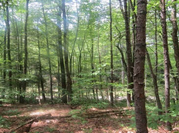 Lot 1 Pratt Corner Road, Leverett, Massachusetts, ,Land,For Sale,Pratt Corner Road,73538362 Lot 1 Pratt Corner Road, Leverett, Massachusetts, ,Land,For Sale,Pratt Corner Road,73538362