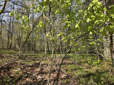 Lot 12W Chicopee Drive, Hubbardston, Massachusetts, ,Land,For Sale,Chicopee Drive,73521677 Lot 12W Chicopee Drive, Hubbardston, Massachusetts, ,Land,For Sale,Chicopee Drive,73521677