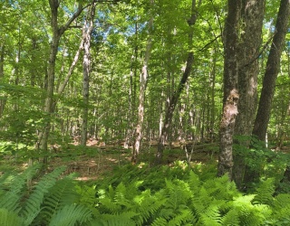 lot 2 Holcomb Road, Chester, Massachusetts, ,Land,For Sale,Holcomb Road,73543991