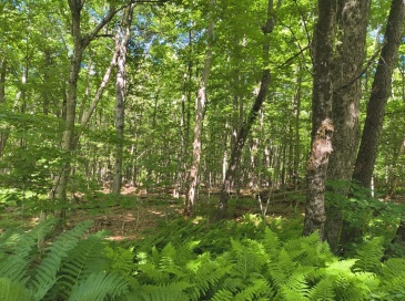 lot 2 Holcomb Road, Chester, Massachusetts, ,Land,For Sale,Holcomb Road,73543991