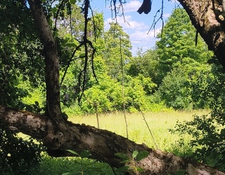 lot 3 Holcomb Road, Chester, Massachusetts, ,Land,For Sale,Holcomb Road,73543996