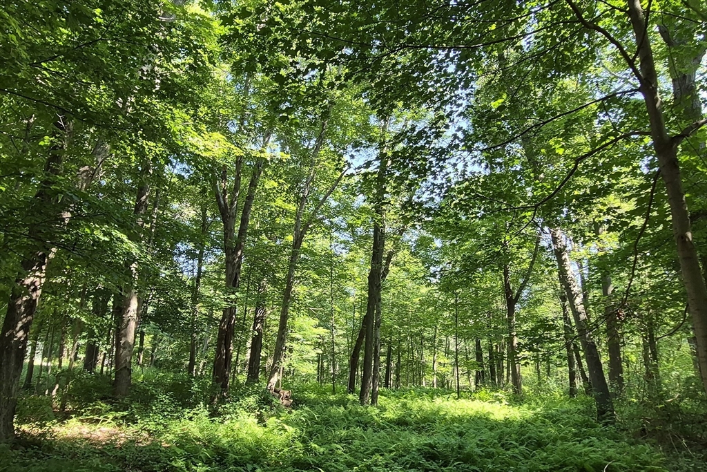 125 Topsfield Rd, Ipswich, Massachusetts, ,Land,For Sale,Topsfield Rd,73544463