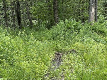 Lot 21 Becket Rd, Middlefield, Massachusetts, ,Land,For Sale,Becket Rd,73548374 Lot 21 Becket Rd, Middlefield, Massachusetts, ,Land,For Sale,Becket Rd,73548374