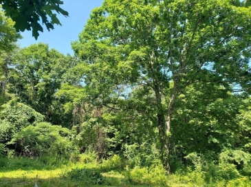 40 Harlow Clark Rd, Huntington, Massachusetts, ,Land,For Sale,Harlow Clark Rd,73554760 40 Harlow Clark Rd, Huntington, Massachusetts, ,Land,For Sale,Harlow Clark Rd,73554760