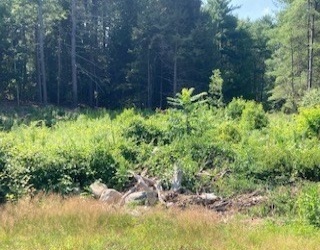 Lot 83 Segur Lane, Belchertown, Massachusetts, ,Land,For Sale,Segur Lane,73555069
