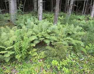 0 Sixth, Templeton, Massachusetts, ,Land,For Sale,Sixth,73555488