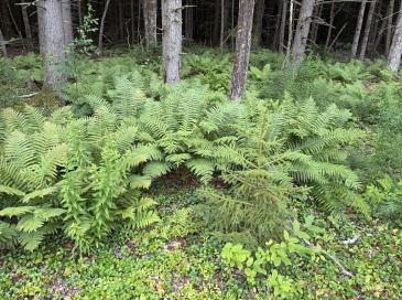 0 Sixth, Templeton, Massachusetts, ,Land,For Sale,Sixth,73555488